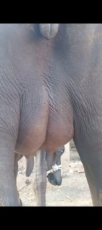 ભેંસ વેચાવ છે