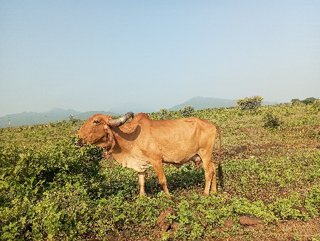 ગાયુ