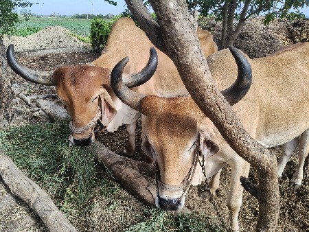 બળદ વેચવાના છે