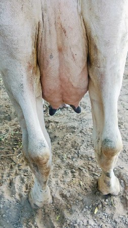 100 ટકા hf ગાય વેચવાની છે