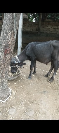 પાડો વેચવા નો છે