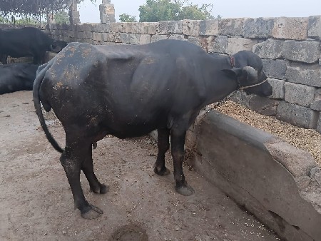 ભેંસ લેવાની છે