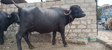 સાવ સૉજીભૅસ સૅ