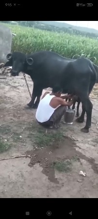 પેલૂવેતર. 5દીવસની.વીયાલછે