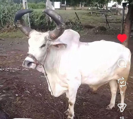 કેશોદ જુનાગઢ જૂનાગઢ જીલ્લો કેશોદ ગ