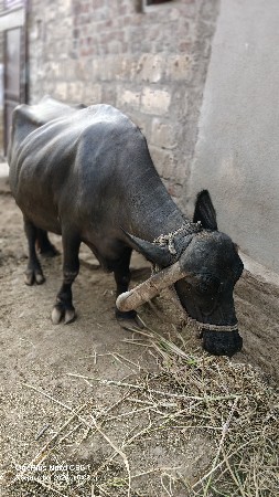 વેચવાની છે