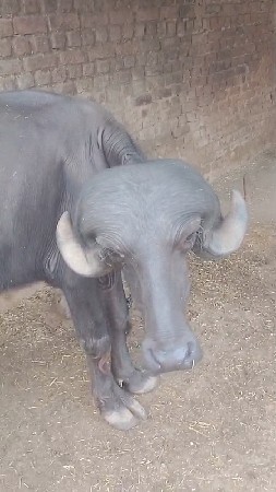 ખડાય
