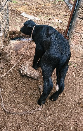 પાડો વેચવાનો છે