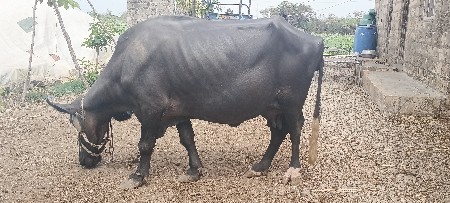 ભેંસ વેચવાની છે.