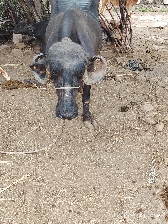 ભેંસ  વેચવાની છે