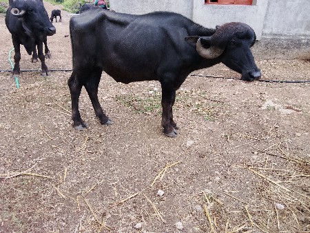 2 દાત