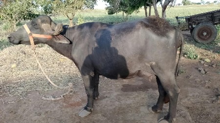 1 વેતર છે પારુ માથે કપલેટ