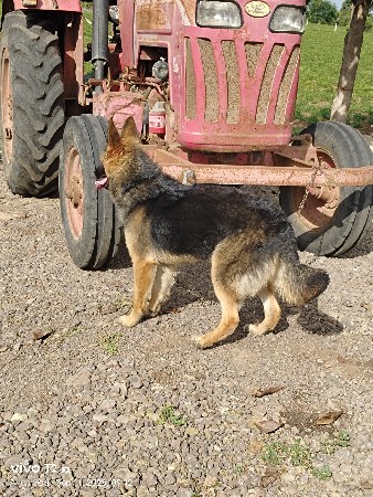 German shepherd female 9 month sale