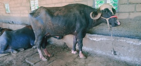 ભેંસ વેચવાની છે