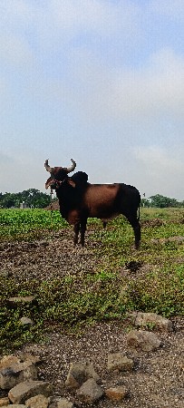 બળદ વેચવાનો છે