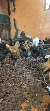 દેસી સોનાલી 45 દીવસના