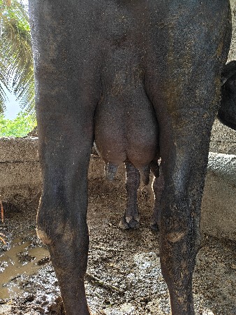 ભેંસ વેચવાની છે