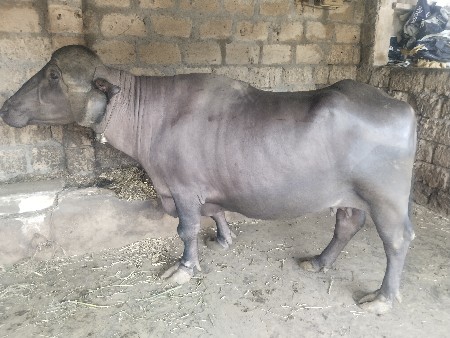 20 થી 25 દિવસ ની કાચી