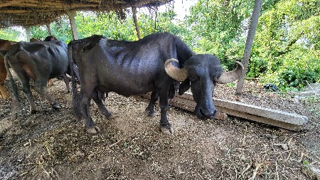ભેંસ વેસવા ની છે