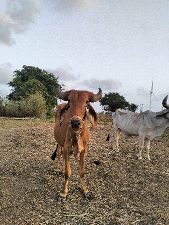 વેચવાના છે