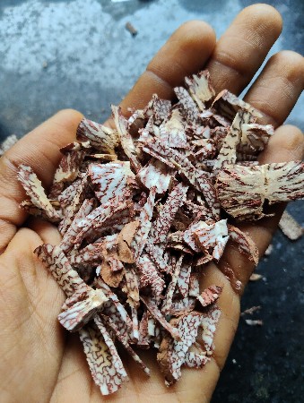 સોપારી કટિંગ મો ૯૬૬૨૬૦૯૭૭૧