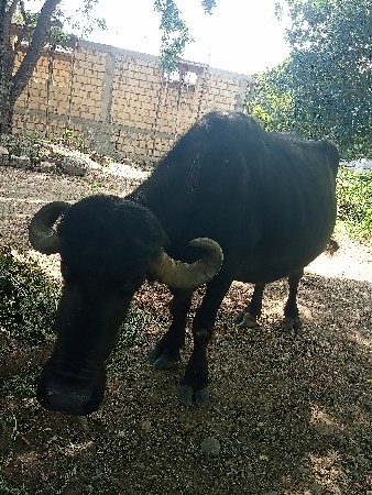 ભેંસ વેચવાની છે