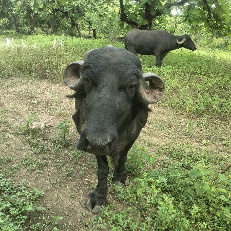 વેસવાની છે