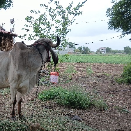 ગાય