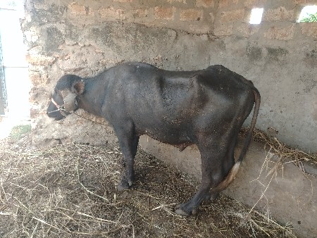 દાવૈ પાડો