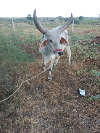 આઠ દાતે