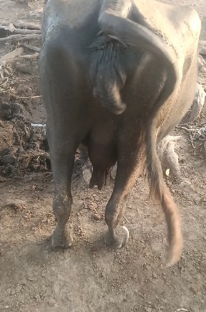 ટોટલ જવાબદારીથી દેવાની છે બે