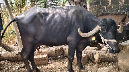 ભેંસ વેચવાની છે
