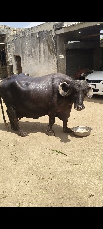 vechvani