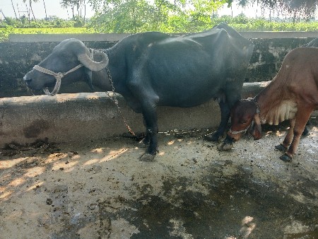 ભેંસ વેચવાની છે.