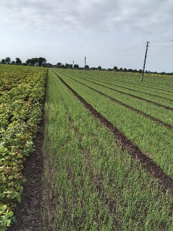 ડુંગળી નો રોપ વેચવાનો છે.