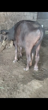 પાડી વેચવાની છે