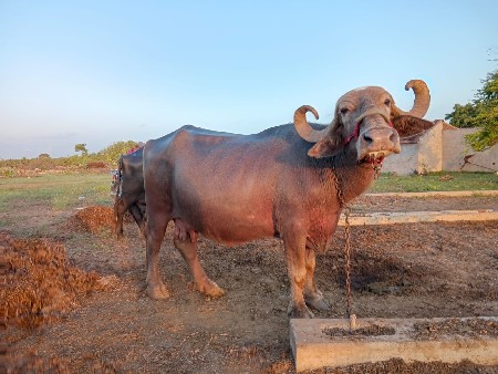 ભૂરી ભેંસ