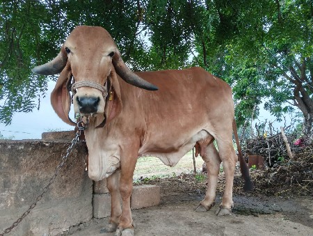 ગીર ગાય વેચવાની છે