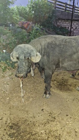 પાડો વેચવાનો છે