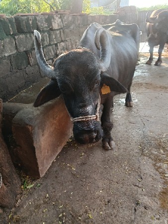 ભેંસ વેચવાની છે