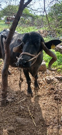 ભેંસ વેચવાની છે