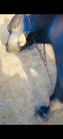 ભેંસ વેચવાની છે