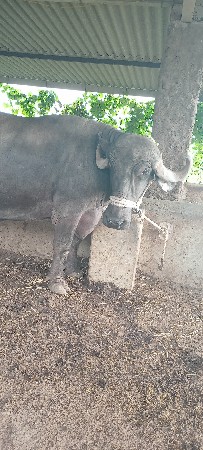 ભેંસ વેચવાની છે