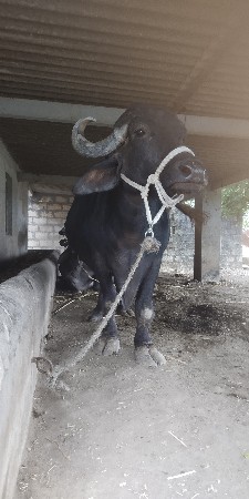 ભેંસ વેચવાની છે