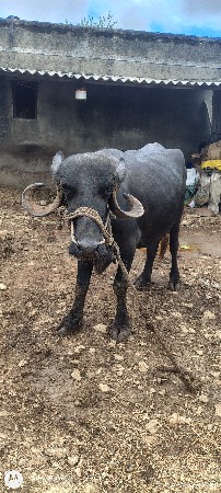 ભેંસ વેચવાની છે