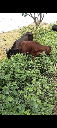 ચાર વાછડી વેચવાની છે