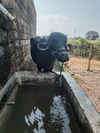 ભેંસ