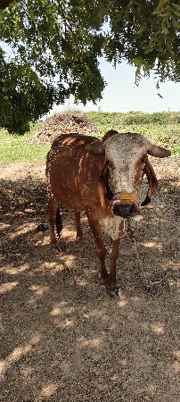 ગાય વેચવાની છે