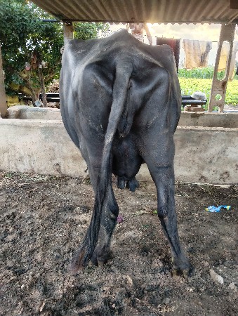 ભેંસ વેચવાની છે