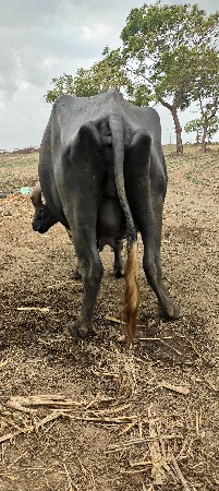 ભેંશ વેચવાની છે